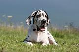 DOGUE ALLEMAND 043